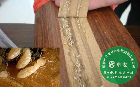 白蟻防治的相關(guān)知識(shí)-深圳卓安有害生物防治公司